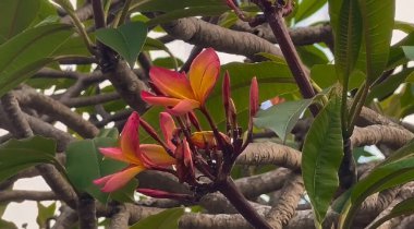 Yakın çekim - güzel çiçekler geliyor