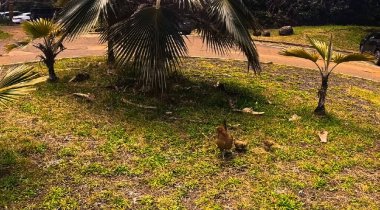 Parktaki güzel bir kuş manzarası.