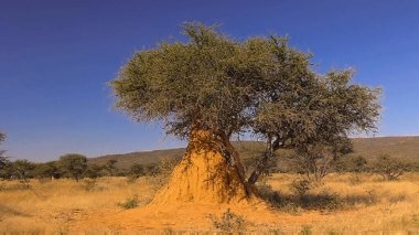 Çöldeki kuru ağaç.