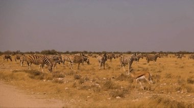 Çayırdaki zebra