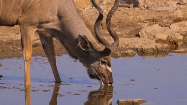 Bir geyiğin yakın çekimi.