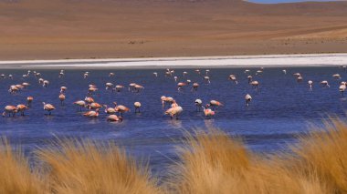 Gölde pembe bir flamingo sürüsü