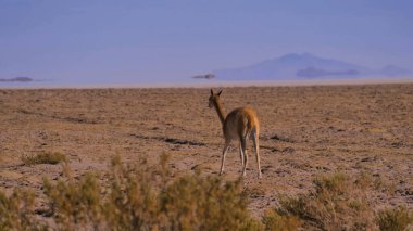 a beautiful shot of a wild bird in the desert