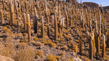 Önünde kaktüs olan çöl manzarası.