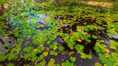 Güzel botanik fotoğrafı, doğal duvar kağıdı.
