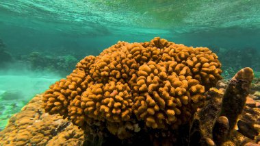 Kızıl denizdeki tropikal balık ve mercanların sualtı görüntüsü, Mısır