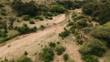 Ormandaki nehrin havadan görünüşü