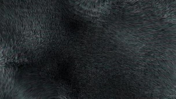 Latar Belakang Lingkaran Abstrak Dari Wol Rambut Hitam Gelap Dalam — Stok Video