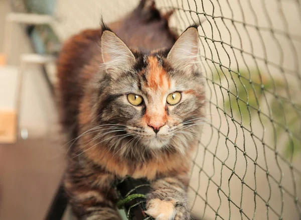 Adorável Maine Coon Cat Uma Varanda Com Rede Protetora Pet — Fotografia de Stock