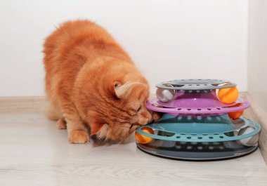 Kırmızı sevimli kedi oyuncağıyla oynuyor, taşaklı sarmal renkli kule. Mutlu hayvanlar..