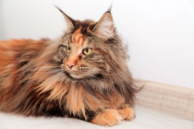 Kaplumbağa kabuğu Maine Coon kedisinin portresi. Kehribar gözlü şirin kedi yavrusu.