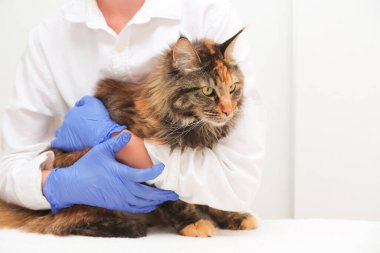 Veteriner gözetiminde, muayene masasında maine rakunu kedisine sarılıp yatıyor. Veteriner kliniği, veteriner bakımı, hayvan hastanesi konsepti..