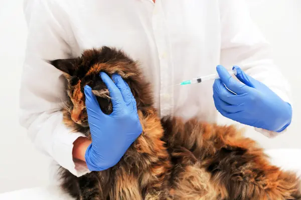 veterinarian gives an injection to a maine coon cat. Concept of pet vet clinic or periodic vaccination.