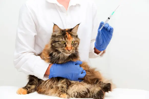 veterinarian gives an injection to a maine coon cat. Concept of pet vet clinic or periodic vaccination.