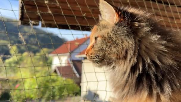 Maine Γάτα Ρακούν Ένα Μπαλκόνι Προστατευτικό Δίχτυ Κατοικίδιο Ζώο Της — Αρχείο Βίντεο