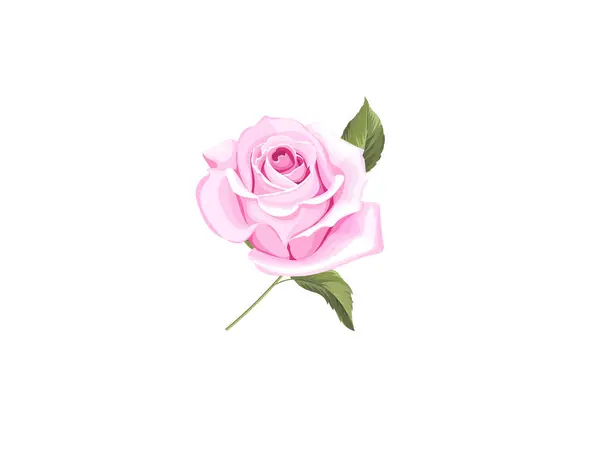 Yaprak Resimli Pembe Gül Su Rengi. kırmızı güllerin sulu renkleri, beyaz ya da şeffaf arkaplanda izole edilmiş pembe güller. su rengi vektörü pembe, kırmızı gül çiçekleri.