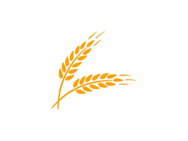 Tarım buğday vektör İllüstrasyon tasarım şablonu. buğday tanesi, buğday kulakları, tohum veya çavdar, refah sembolü unsurları