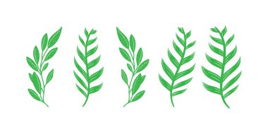 Yeşil orman eğreltiotu koleksiyonu, tropikal palmiye yeşili, yeşillik sanat yaprakları doğal bitkiler.