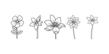 El çizimi çiçekler siyah beyaz boyalar. Yaz çiçekleri ve mürekkeple çizilmiş yapraklar