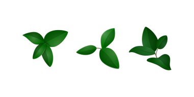 Taze yeşil yapraklar vektör illüstrasyonunu keser