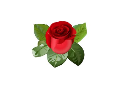 kırmızı gül beyaz arkaplanda izole