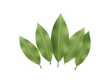 Birlikte düzenlenmiş beş yeşil defne yaprağının basit bir çizimi. Yapraklar beyaz bir zemin üzerinde izole edilmiş, doğal yeşil renklerini ve şekillerini vurguluyorlar..