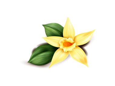 Yeşil yapraklı tek bir sarı çiçeğin suluboya çizimi. Çiçeğin turuncu bir merkezi vardır ve beyaz bir arkaplanı vardır. Basit ve zarif..