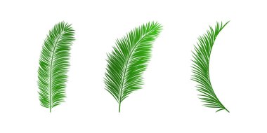 Üç canlı yeşil palmiye yaprakları temiz, minimalist zarafet ve tropikal cazibeyi somutlaştıran beyaz bir zemin üzerinde duruyor. Tasarım projeleri için ideal.