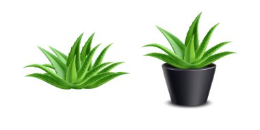 İki aloe vera bitkisi gösterilir. Birinin tenceresi siyah, diğerinin tenceresi yok. Arkaplan beyaz ve görüntü izole. yeşil renkli