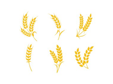 Beyaz arka planda izole edilmiş, farklı düzenlerde altı adet altın buğday sapı. Tarım ve gıda tasarımları için vektör illüstrasyonu.