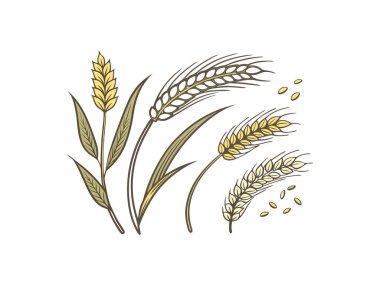 Tahıl ve yapraklı buğday saplarını, temiz beyaz arka planda gösteren basit bir çizim. Botanik ve grafik bir element tasarımı..