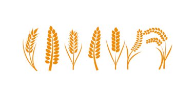 Hasat, tahıl, tahıl tarlaları, pirinç sapları, ekmek taneleri ve çiftlik tasarımı örneklerini temsil eden buğday başakları ve tarım elementlerinden oluşan ayrıntılı bir koleksiyon.