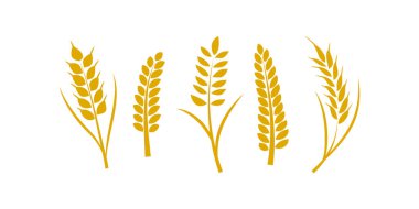 Organik gıda etiketleri, çevre dostu markalar, bira amblemleri ve tarımsal çizimler için ideal buğday çelenkleri ve buğday başakları ikonlarının vektör seti.