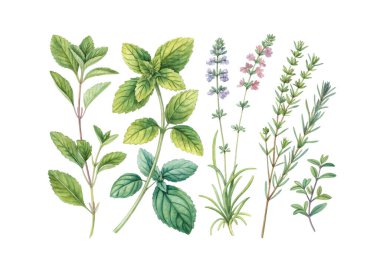Beyaz arka planda, doğal tasarım ve mutfak temaları için ideal yeşil ve organik dokulara sahip botanik tarzda elle çizilmiş bitkilerin suluboya çizimi.