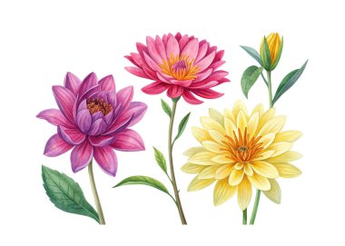 Beyaz arka planda çeşitli çiçeklerle suluboya gerçekçi el resmi, tasarım projeleri, kartlar, baskılar ve botanik temalar için mükemmel.