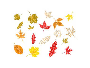 Sonbahar yapraklarının renkli vektör koleksiyonu. Akçaağaç, meşe ve sonbahar yaprakları dahil. Mevsimlik temalar, arka planlar, kartlar ve doğa temelli çizimler için mükemmel