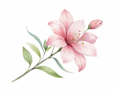 Minimalist suluboya gül çiçeği soyut vektör sanatı beyaz arka planda hafif fırça darbeleriyle zarif dekoratif ve çiçek temaları için mükemmel