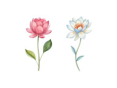 Çiçek temalı davetiyeler, tebrik kartları ve mevsimsel doğadan esinlenilmiş tasarımlar için ideal, beyaz arkaplanda güzel bir şekilde düzenlenmiş suluboya çiçek çizimleri