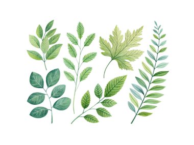 Beyaz arka planda canlı yapraklı dallar içeren suluboya yaz yaprakları çizimi, doğadan esinlenilmiş tasarımlar, kartlar ve botanik temalar için mükemmel.