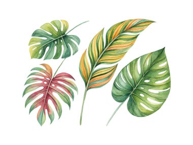 Temiz beyaz arka planda tropikal yaprakların suluboya çizimi, botanik baskılar, orman temaları, doğa dekoru ve egzotik tasarım projeleri için ideal