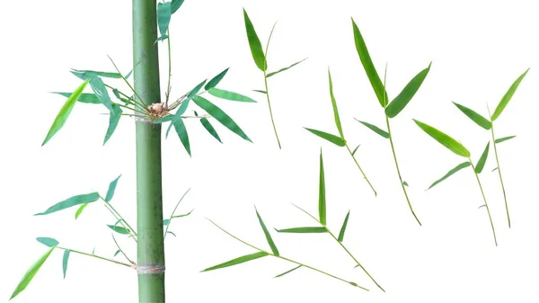 Árvore Bambu Isolada Fundo Branco — Fotografia de Stock