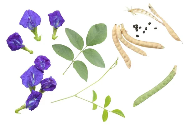 花や青エンドウのセット ブルーベルヴィン コルドファン エンドウ クリトリア インターナータと緑の葉が白い背景に隔離されています 最上階だ — ストック写真