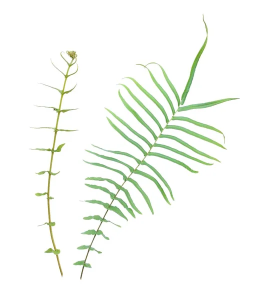 シダの葉 白い背景に隔離された熱帯緑の葉 — ストック写真