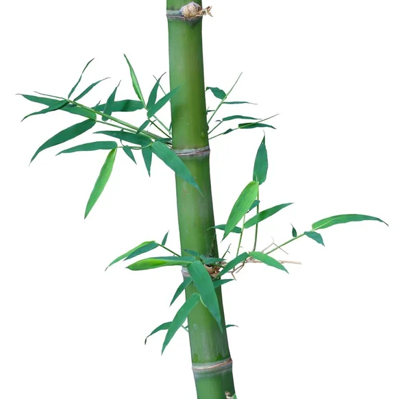 Árbol Bambú Aislado Sobre Fondo Blanco — Foto de Stock