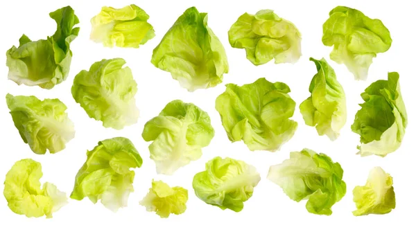 Set Van Boterhoofd Salade Bladeren Geïsoleerd Witte Achtergrond — Stockfoto