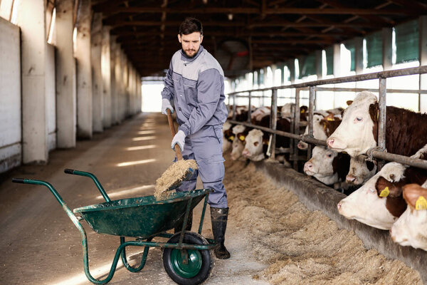A worker on the farm cleans the barn while cows looking at him. Livestock and farming concept. — Stock Image Worker Farm Cleans Barn While Cows Looking Him Livestock Farming Royalty Free Stock Photos