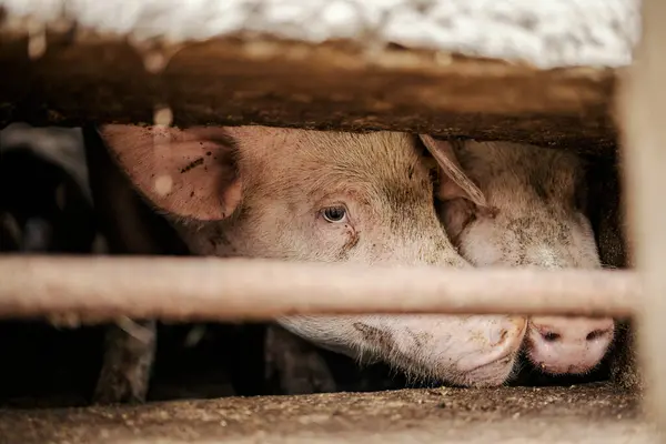 Pigs Curiously Peeking Form Barn — Stock Photo, Image