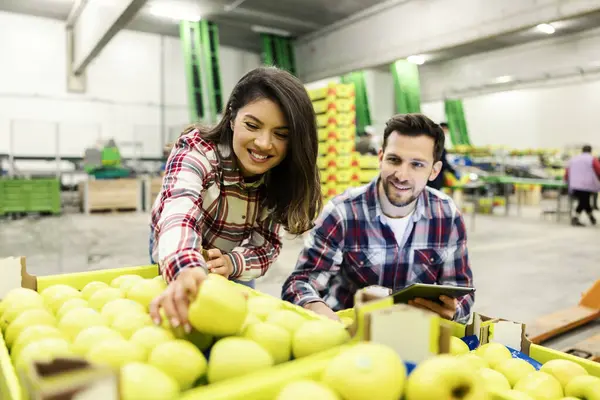 Gıda Fabrikasında Iki Yönetici Taze Elmaların Kalitesini Kontrol Ediyor — Stok fotoğraf
