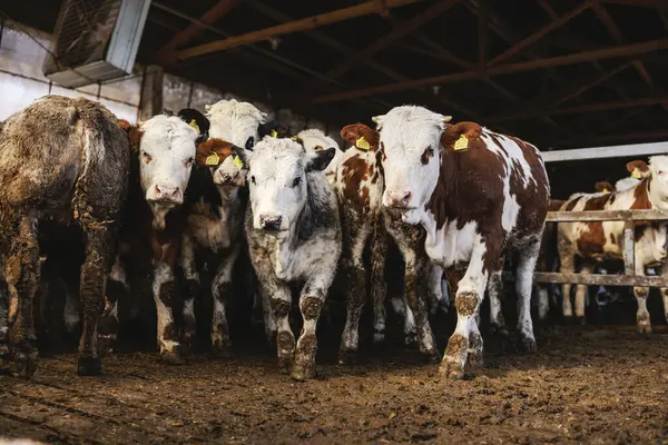Barn Calves Livestock Concept — Stock Photo, Image