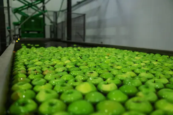 Organic fruit and vegetable industry. Production of green apples in a factory for the production and distribution of fruits. Healthy food, cleaning of ripe apples in the production plant with water